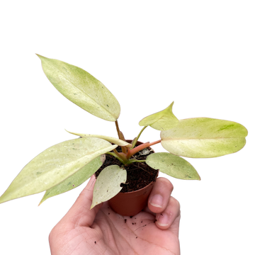 Philodendron &