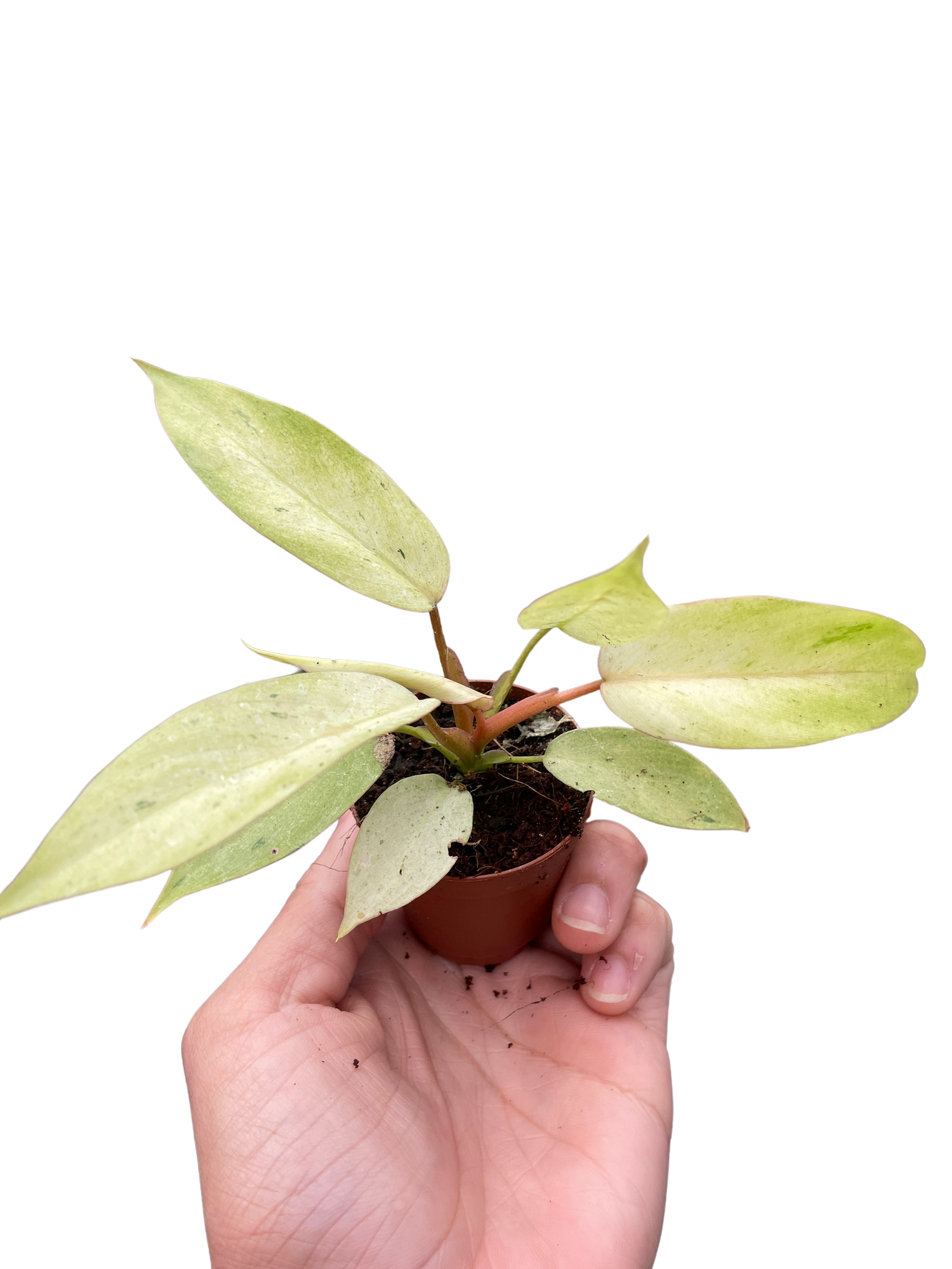 Philodendron &