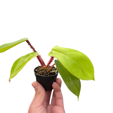 Philodendron &