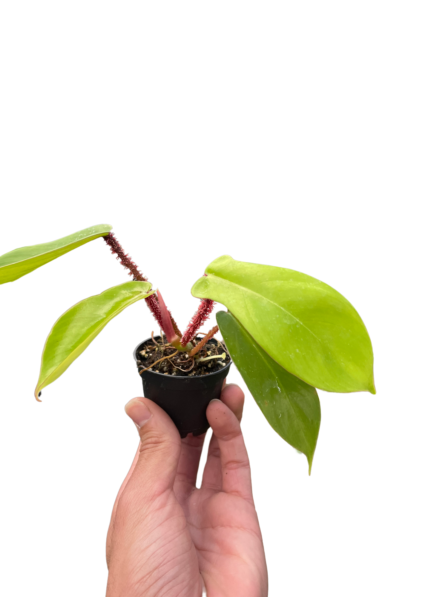 Philodendron &