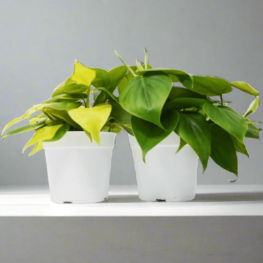 2 Philodendron Variety Pack - 4&quot; Pots - Ethereal Company