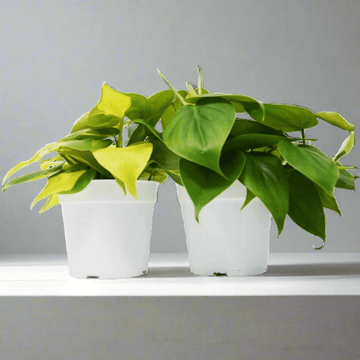 2 Philodendron Variety Pack - 4&quot; Pots - Ethereal Company