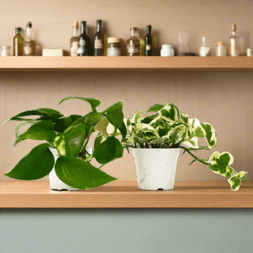 2 Pothos Variety Pack - 4&quot; Pot - Ethereal Company