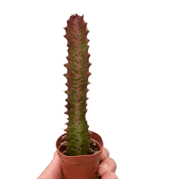 Succulent Euphorbia &