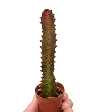 Succulent Euphorbia &