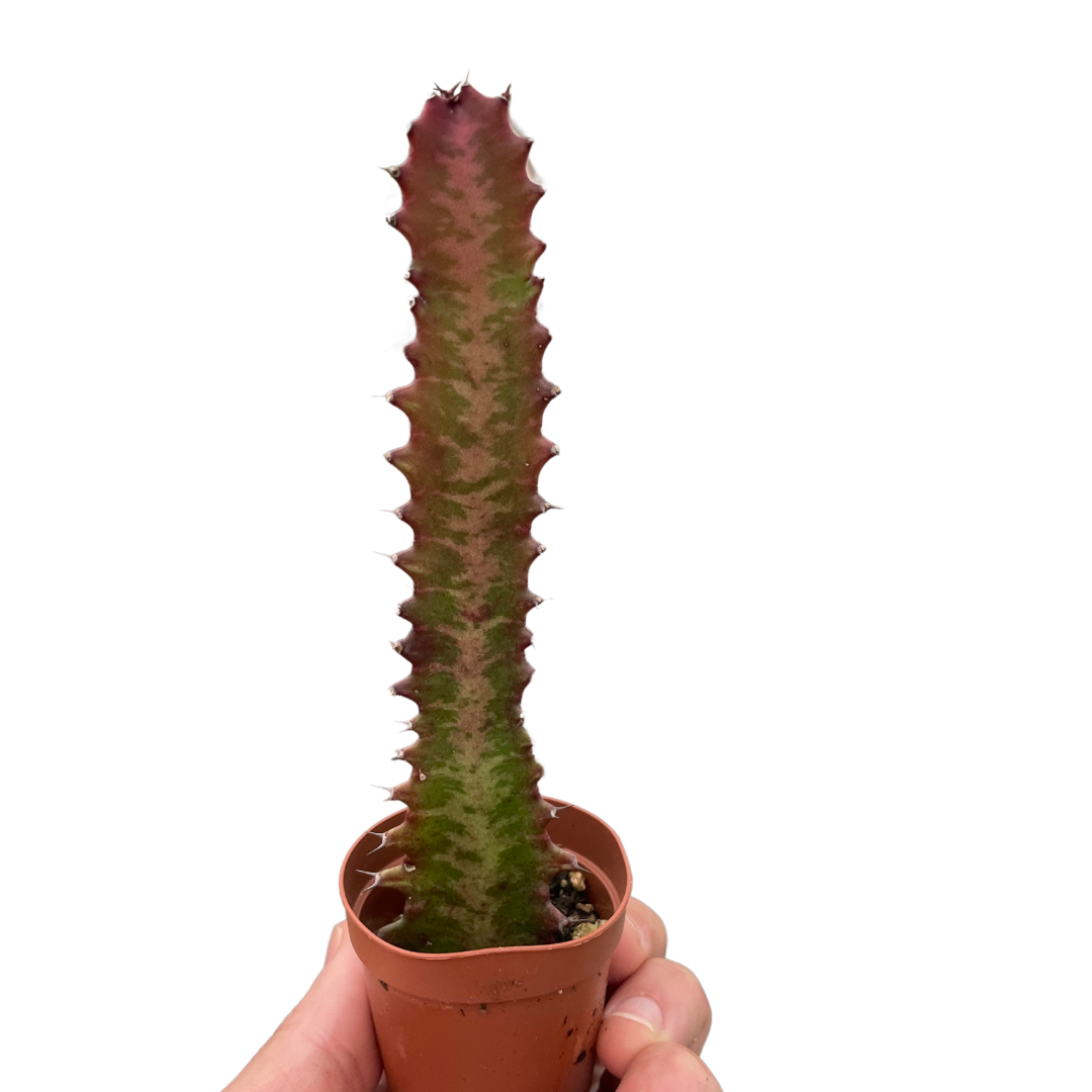 Succulent Euphorbia &