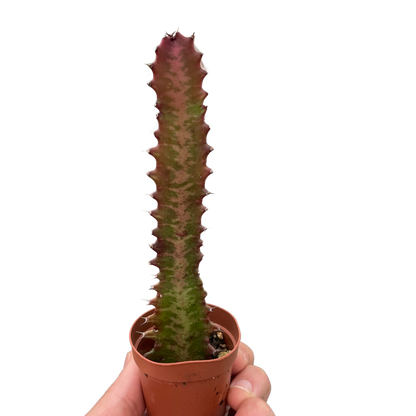 Succulent Euphorbia &