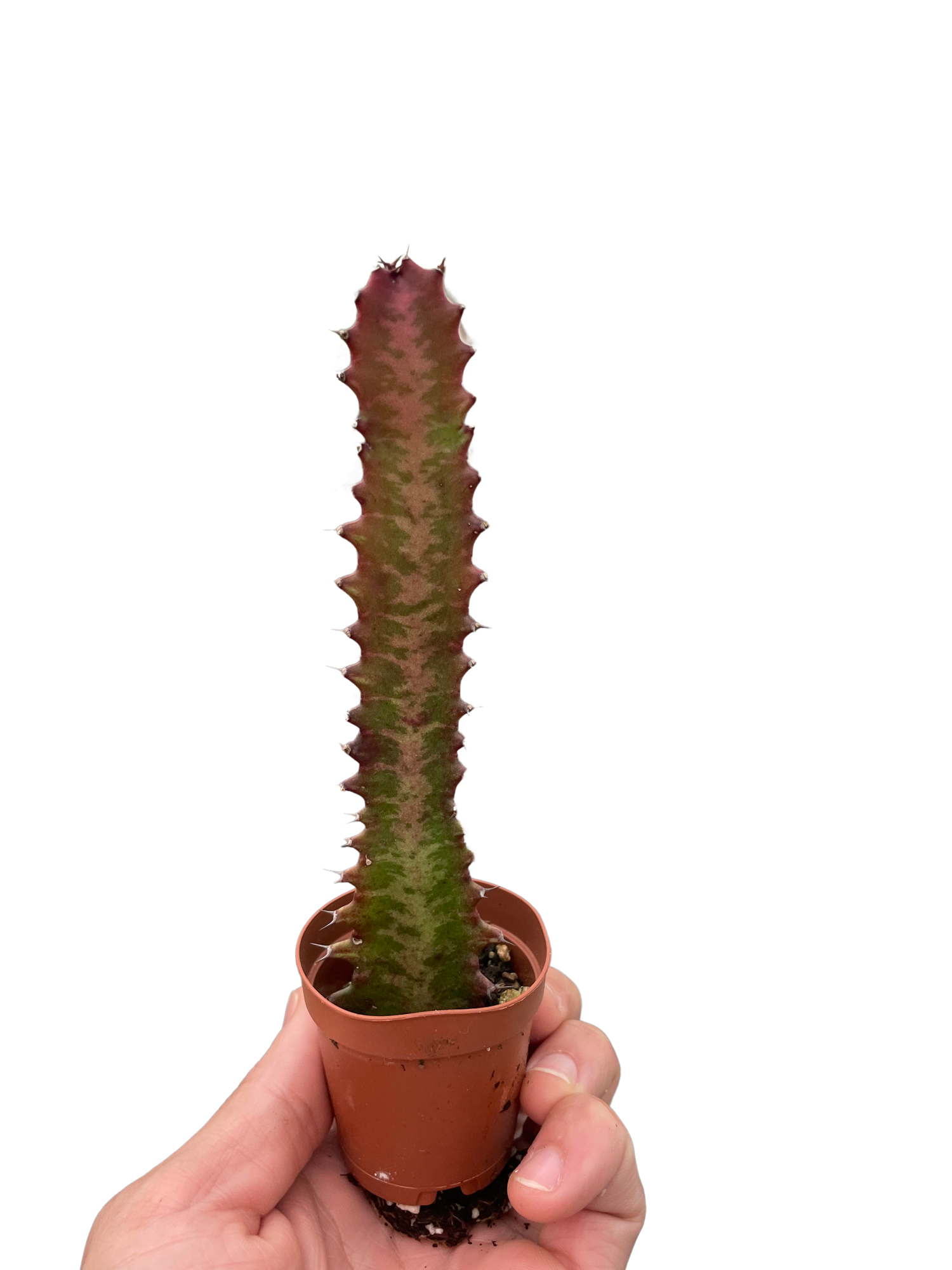 Succulent Euphorbia &