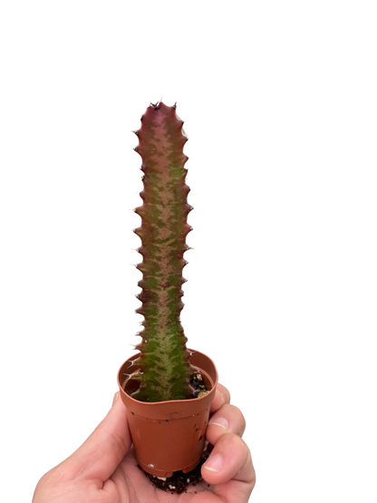 Succulent Euphorbia &