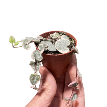 String of Hearts Variegated - Ethereal Company-
