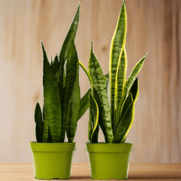 2 Snake (Sansevieria) Plant Variety Pack - 6&quot; Pot - Ethereal Company