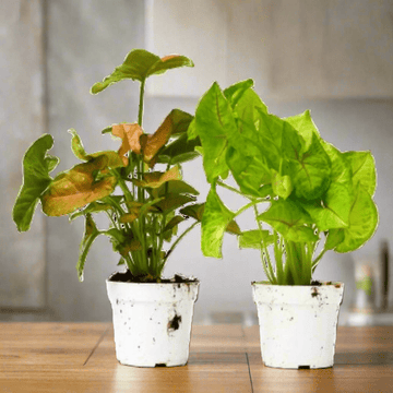 2 Syngonium Variety (Arrowhead Plant) / 4&quot; Pot / Live Plant - Ethereal Company