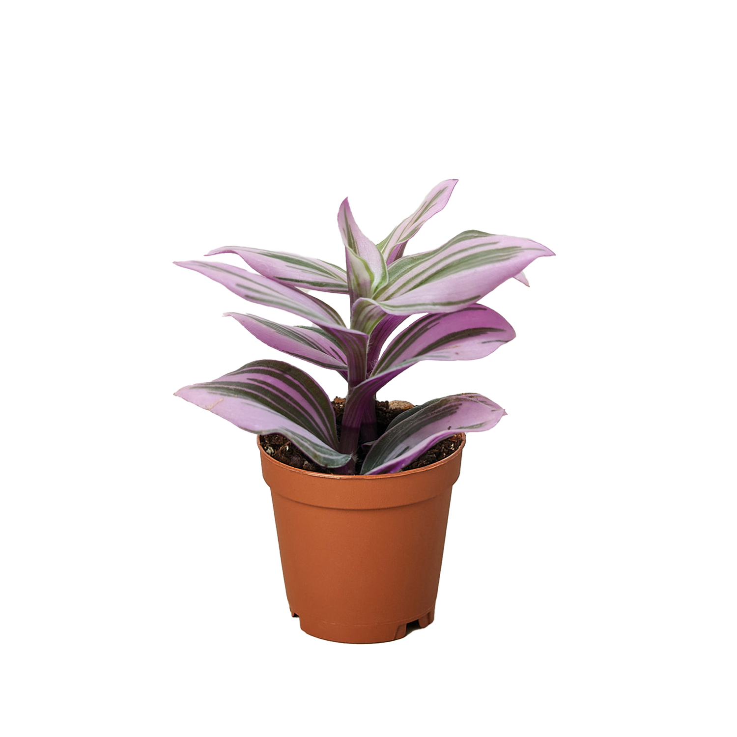 Tradescantia &