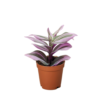 Tradescantia &