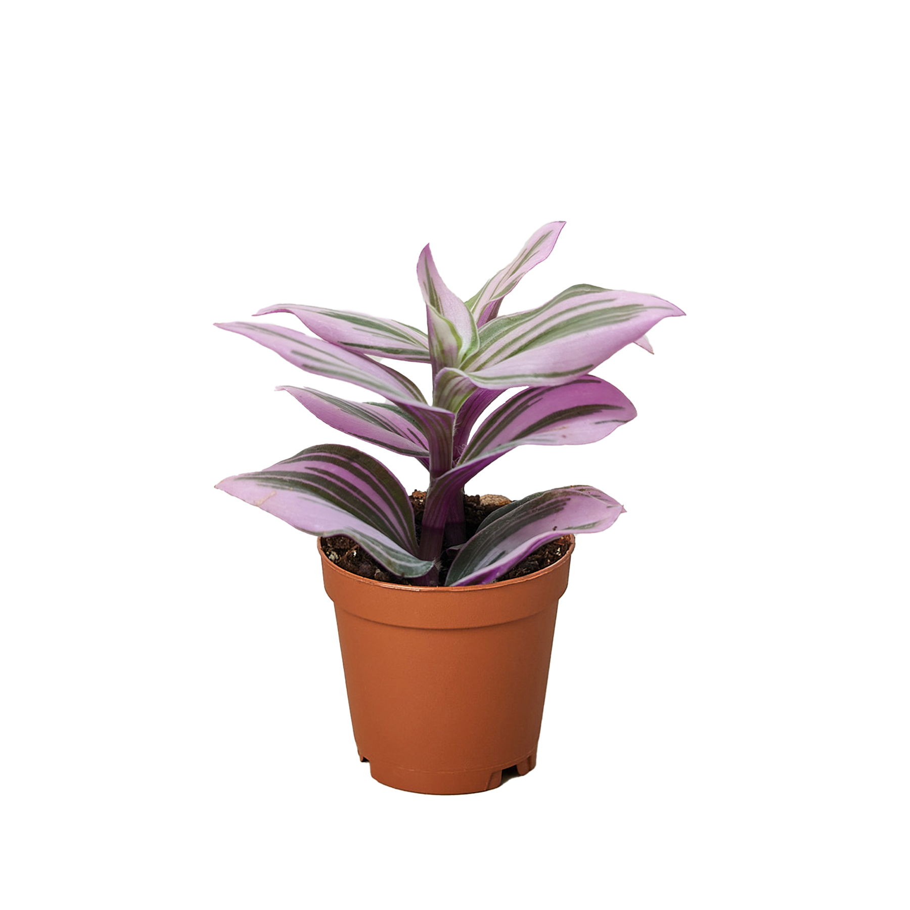 Tradescantia &