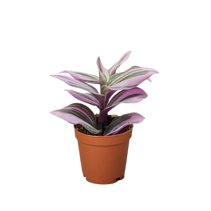 Tradescantia &