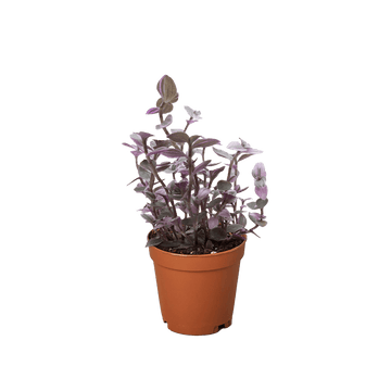 Tradescantia Callisia &