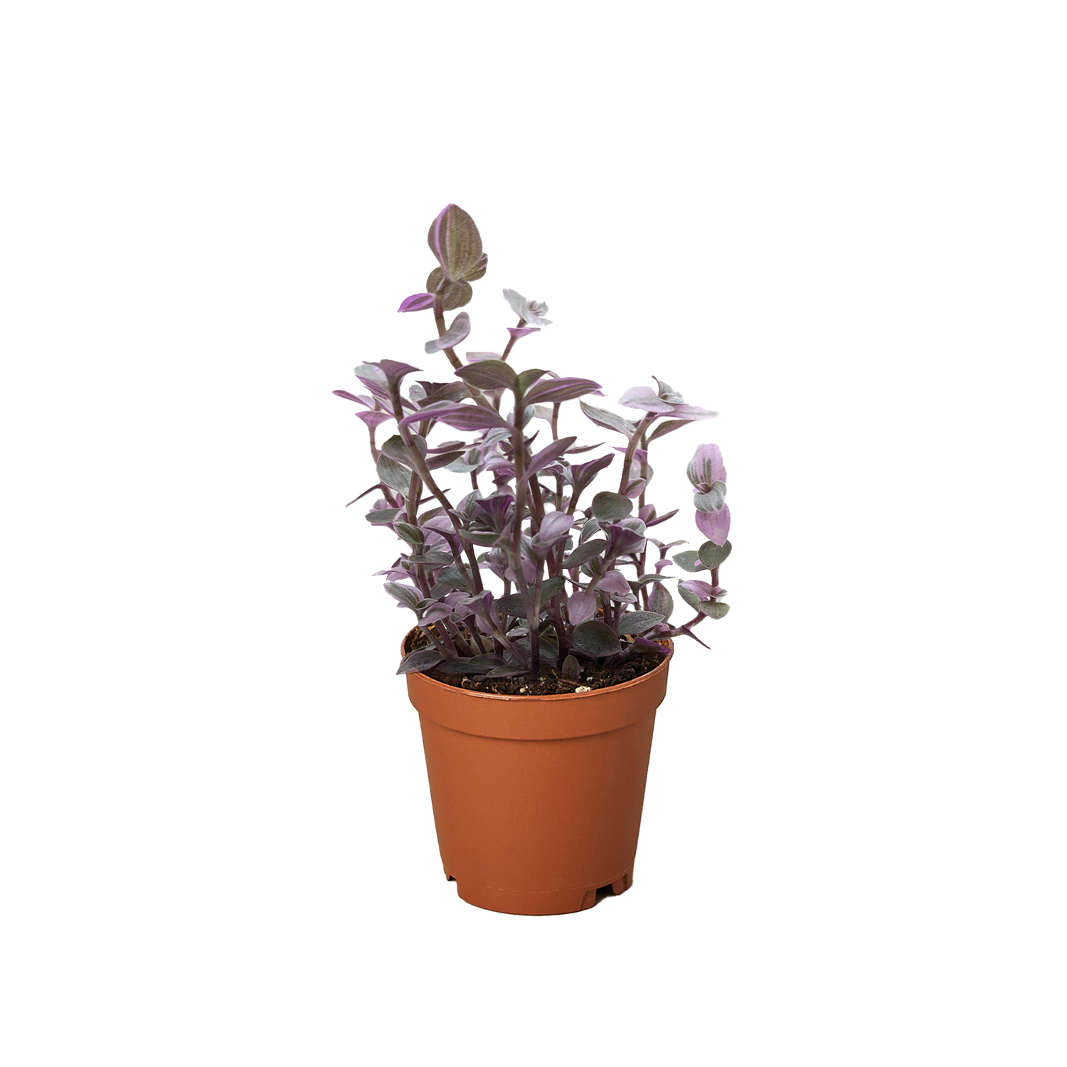 Tradescantia Callisia &