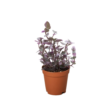 Tradescantia Callisia &