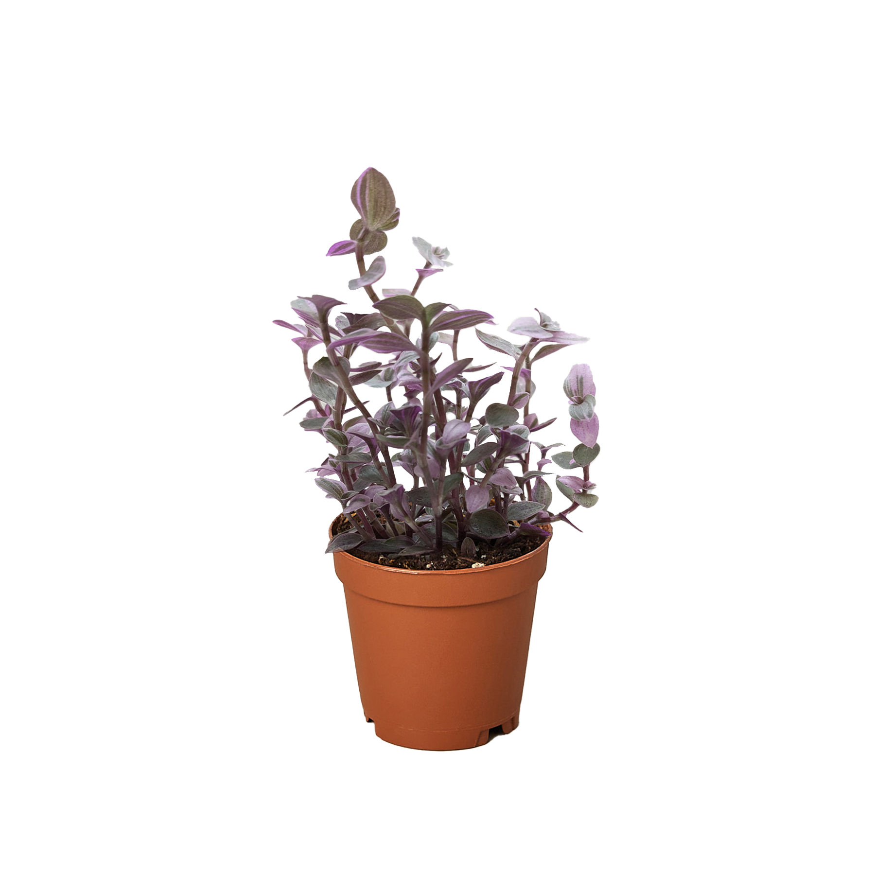 Tradescantia Callisia &