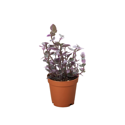 Tradescantia Callisia &