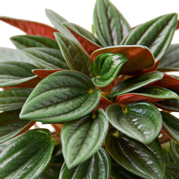 Peperomia Rosso - Ethereal Company-Indoor Plants