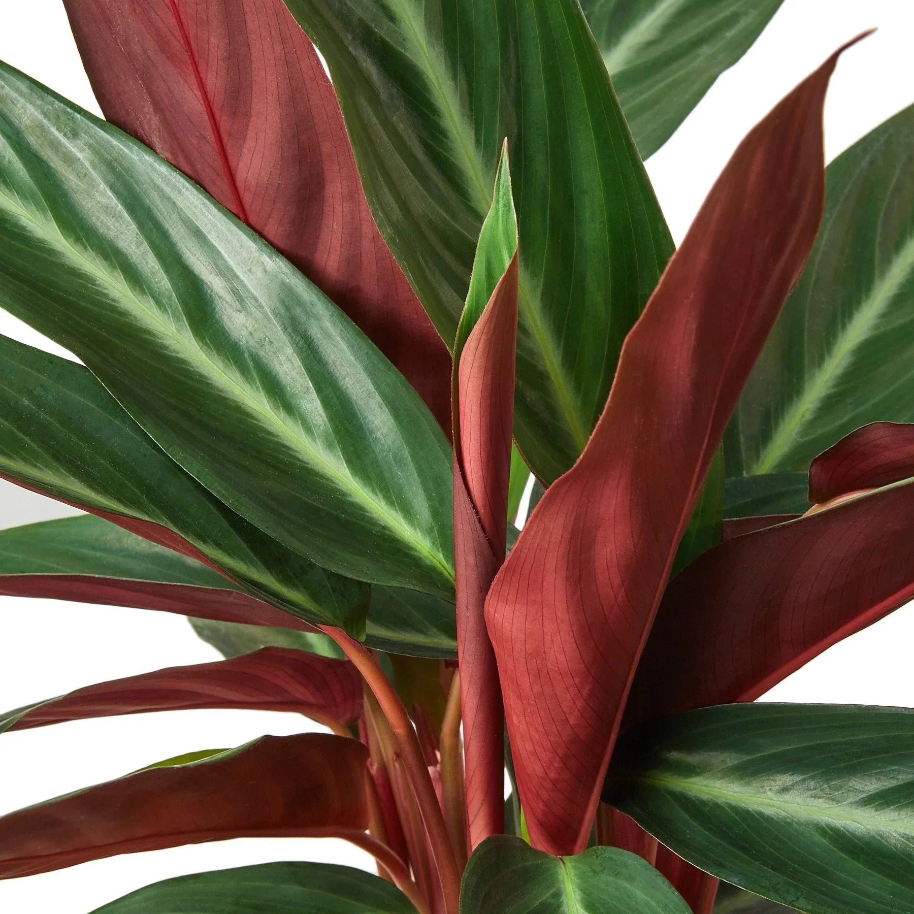 Stromanthe Sanguinea - Ethereal Company-4&quot; Plant