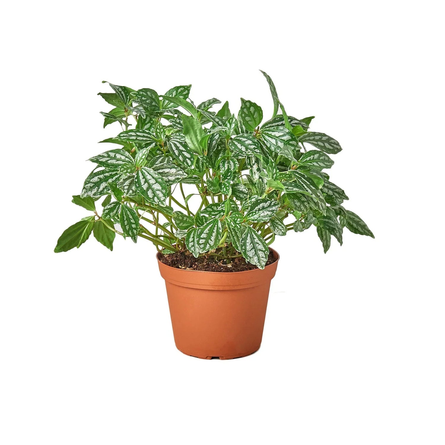 Pilea &
