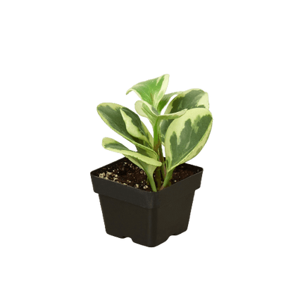 Peperomia &