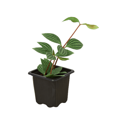 Peperomia &