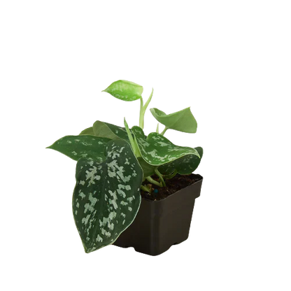 Pothos &