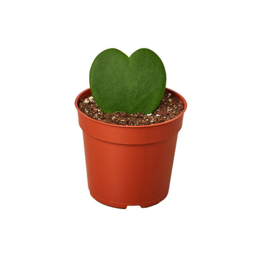Hoya Sweetheart - Ethereal Company-4&quot; Plant