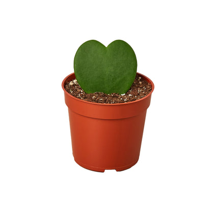 Hoya Sweetheart - Ethereal Company-4&quot; Plant