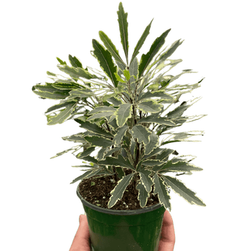 Aralia &