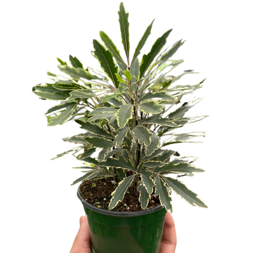 Aralia &