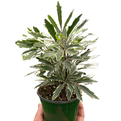 Aralia &