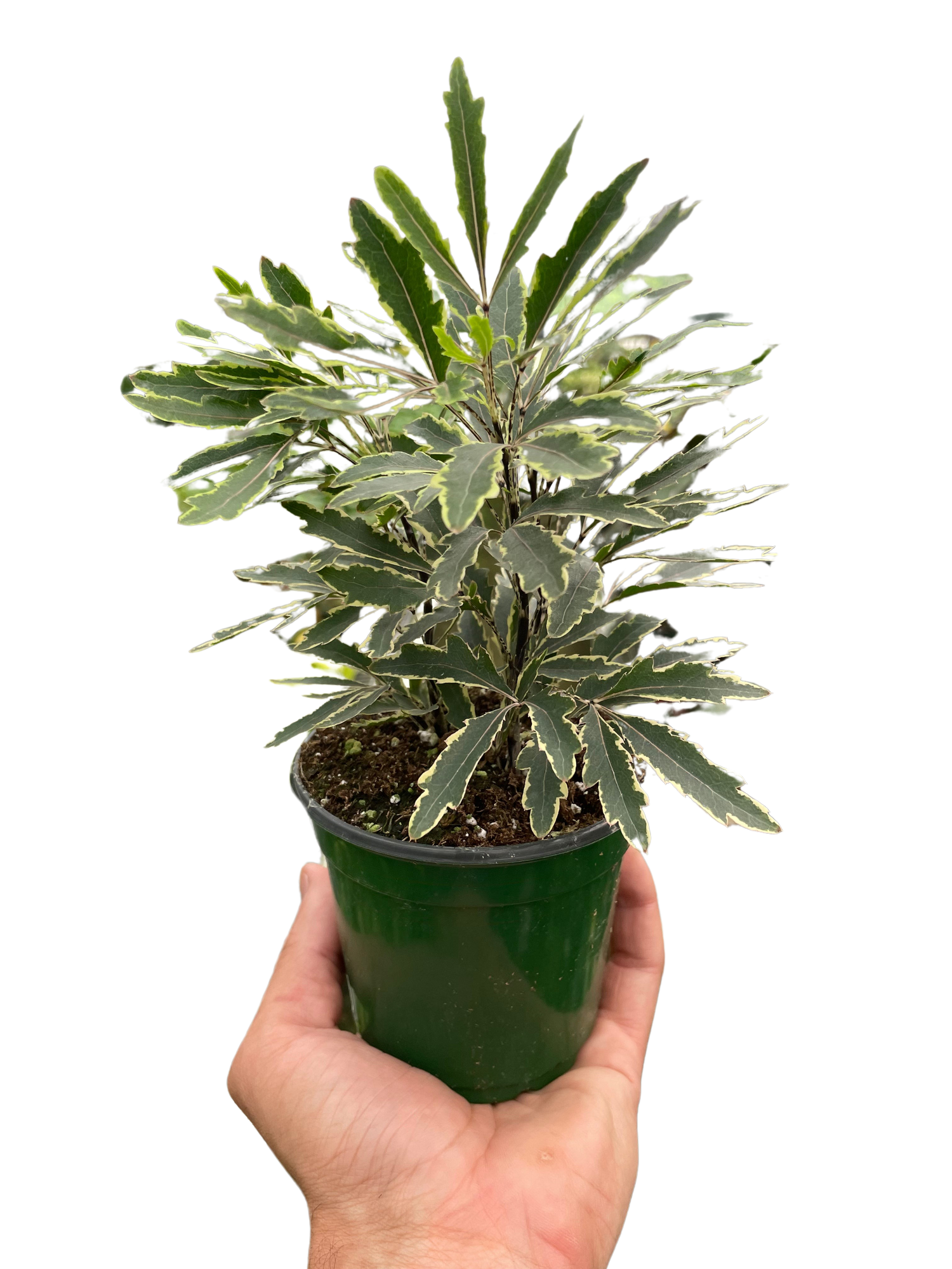 Aralia &