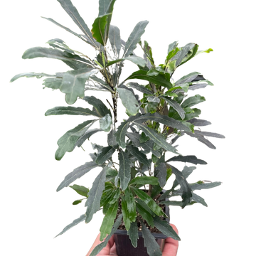 Aralia &