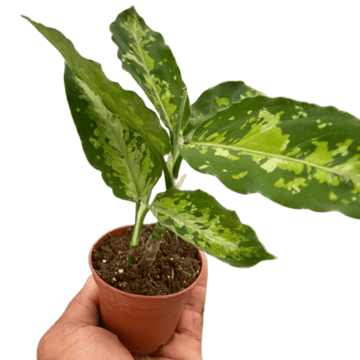 Chinese Evergreen Pictum Tricolor - Ethereal Company-4" Plant