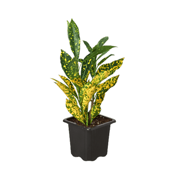 Croton &