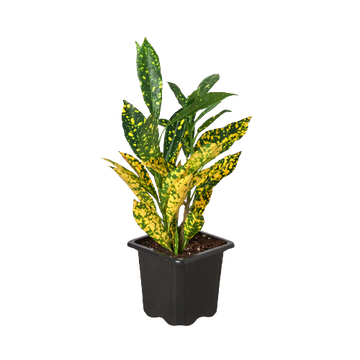 Croton &