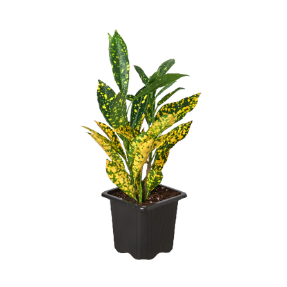 Croton &
