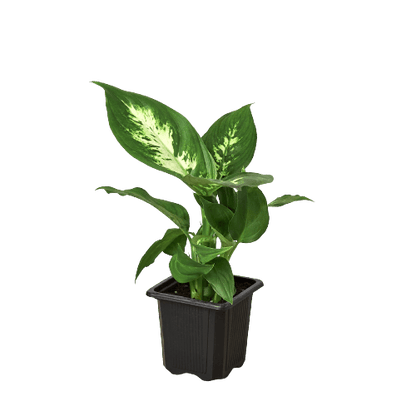 Dieffenbachia Camille - Ethereal Company-Indoor Plants