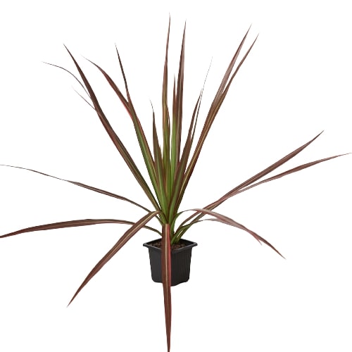 Dracaena &
