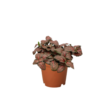 Fittonia &