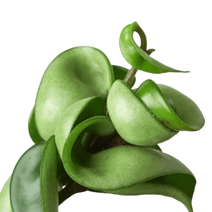 Hoya Rope Plant - Ethereal Company-4&quot; Plant