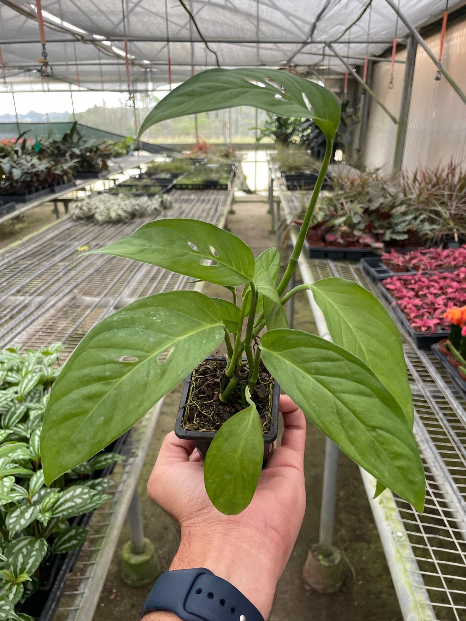 Monstera Adansonii &