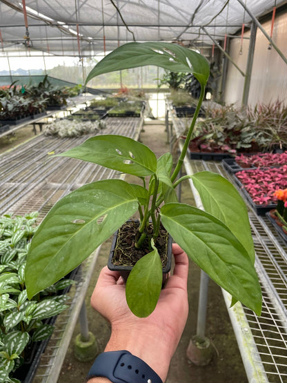 Monstera Adansonii &