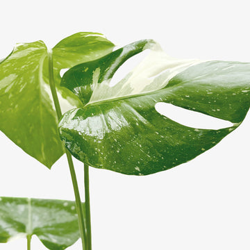 Monstera &