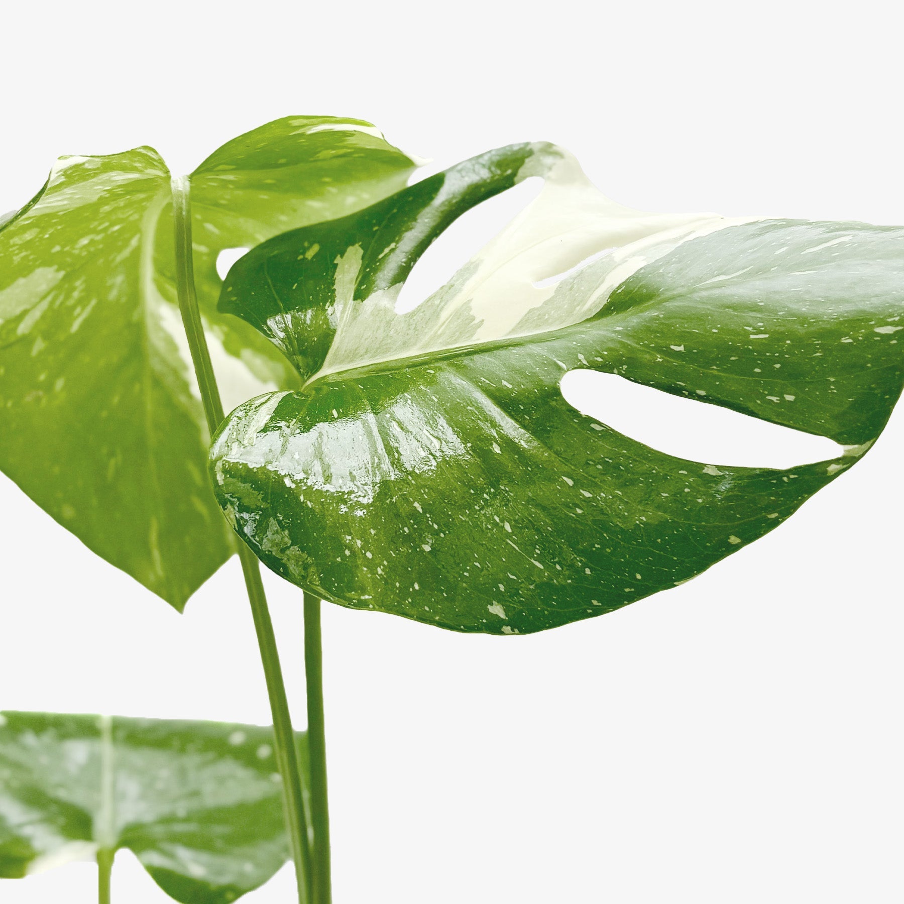 Monstera &